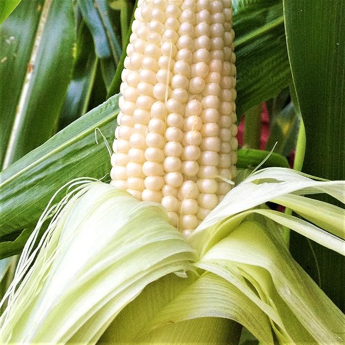 Stowells Evergreen White Corn Seeds - 100 Count Seed Pack - one of The Best Heirloom Varieties for The Table, Canning, and Freezing - Country Creek LLC