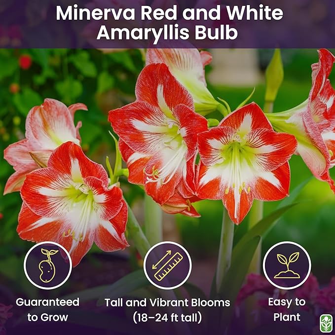 Minerva Red and White Amaryllis Bulb – Large Bulb for Planting, 4-8 Blooms, 16–24" Tall – Elegant Indoor & Outdoor Plant – Ideal for Seasonal Decor – Low-Maintenance Amaryllis Bulb (Not in Wax)