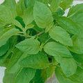 Clove Scented Basil 4 Oz ~76,800 Seeds – Thai-Type Ocimum basilicum—Heirloom, Non-GMO—80 Days—Culinary, Aromatic Herb—Grow in Containers, Microgreens, Garden Beds