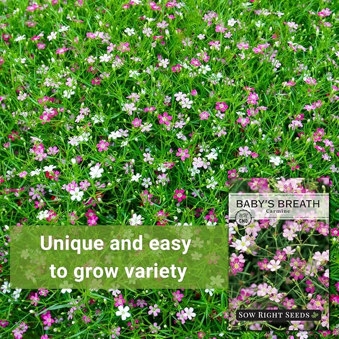 Sow Right Seeds - Carmine Baby's Breath Seeds for Planting - Non-GMO Heirloom Flower Variety - Easy to Grow Gypsophila - Ideal for Garden Borders and Bouquets - Attracts Butterflies (2)