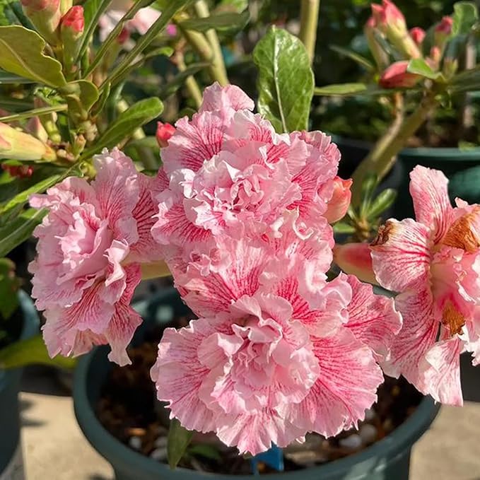 Mixrug 5pcs Colorful Desert Rose Seeds for Planting, Rare Beauty Desert Rose Flower Seeds, Heirloom Non-GMO Home Garden Pretty Rosa Flowers Plants in Outdoors