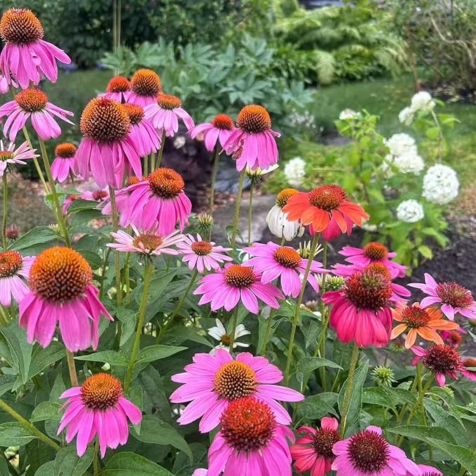 100 Purple Coneflower Seeds – Pink Echinacea Flower Seeds for Planting, Non-GMO Heirloom Variety for Wildflower Gardens