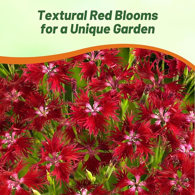 Outsidepride Superbus Red Dianthus Seeds for Planting - 10000 Pcs Easy to Grow & Hardy Perennial Flower Seeds with Colorful & Fragrant Blooms, for Mixed Plantings, Containers, & Pollinator Gardens