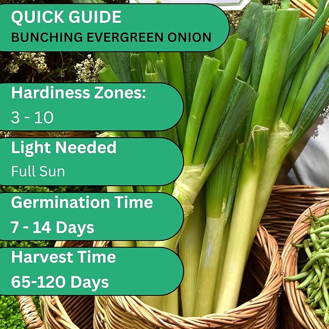 Woods Creek Seeds: Bunching Evergreen Nebuka White Onion Seeds for Planting - Heirloom Green Onion Seeds for Planting - Non-GMO Heirloom Seed Pack of Crisp Onions for Outdoors and Home Gardening