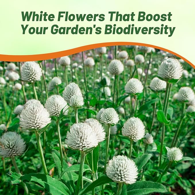 Outsidepride White Gomphrena Seeds - 2000 Pcs Annual, Heat & Drought Tolerant, Pollinator Friendly Globe Amaranth Seeds for Planting w/Vibrant Round Blooms for Beds, Borders, and Arrangements