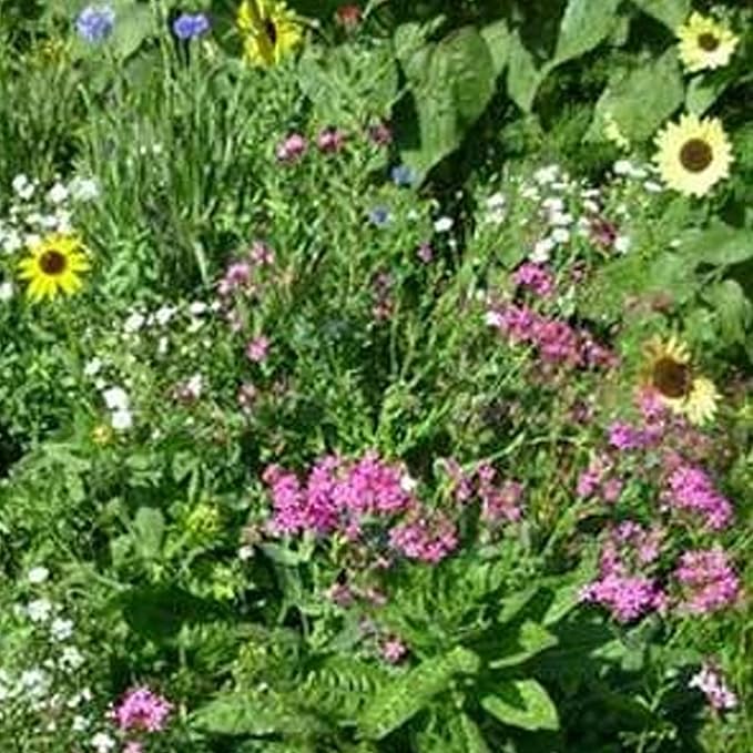 Northeastern Wildflower Seeds Bulk – 5 lb, 3.2 Million+ Seeds – Annual & Perennial Native Wildflower Mix – Regional Flower Seed for Pollinators