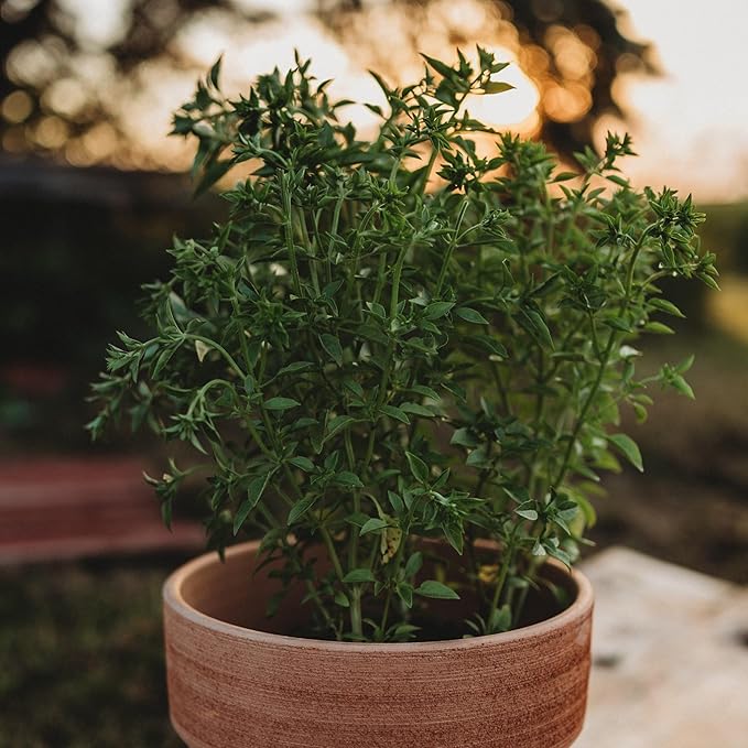 Fino Verde Italian Basil - 250 Seeds - Rare & Flavorful Heirloom Herb Variety, Great for Containers, Non-GMO Heirloom Basil Seeds for Planting in The Home Garden, Thresh Seed Company