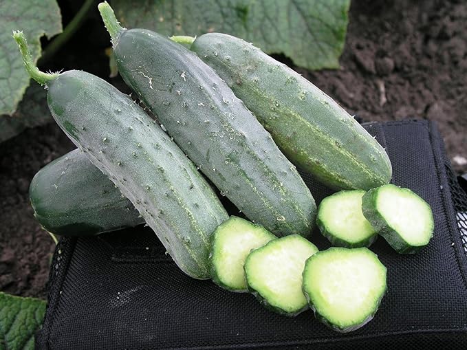 Seeds Cucumber Bush Gift Pickling Open-Pollinating Heirloom Vegetable Non GMO