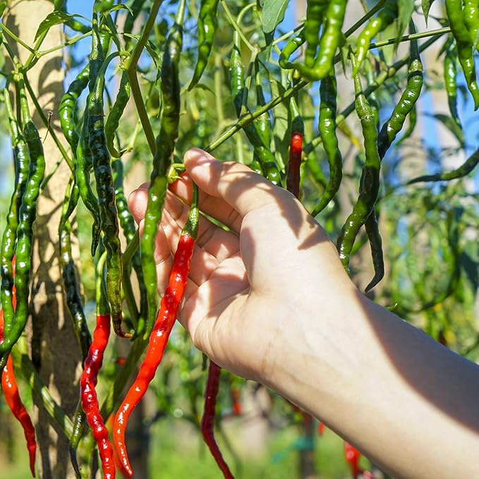 The Old Farmer's Almanac Organic Cayenne Pepper Seeds (Long Slim) - Approx 30 Seeds - Certified Organic, Non-GMO, Open Pollinated, Heirloom