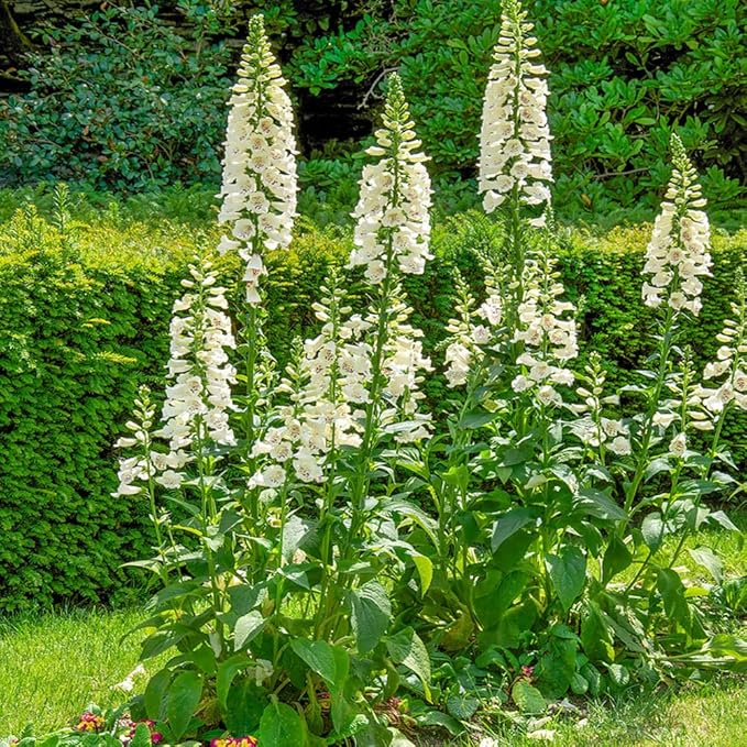 Outsidepride Digitalis Purpurea Camelot Cream Foxglove Seeds – 25 Pcs Biennial, Prolific, Tall Growing Flower Seeds with Pollinator-Friendly Blooms for Shaded Gardens & Outdoor Landscapes