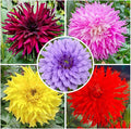 Mix Giant Dahlia Seeds for Planting -1100 Pcs Annual Flower Seeds with Colorful Blooms for Containers