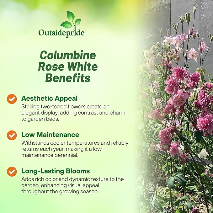 Outsidepride Rose White Columbine Seeds - 10 Pcs Perennial, Easy to Grow Flower Seeds for Planting, Suitable for Pollinator-Friendly Garden, Cut Floral Arrangements, Ground Covers, or Borders