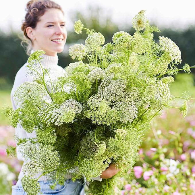 Eden Brothers Bishop's Flower Seeds - Green Mist