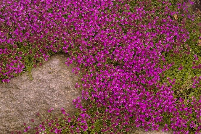 Purple Creeping Thyme Seeds - 250+ Seeds - Amazing Ground Cover Plant, Breckland Thyme