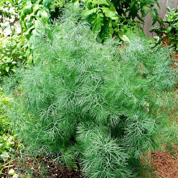 NIKA SEEDS - Seeds Herb Dill Bush Giant 30 Days Green - 2000 Seeds
