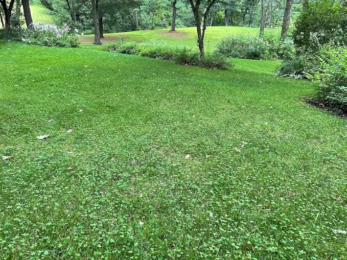 Flawn Seed Kits Micro Clover Seed + Mow Less Fine Fescue Grass, Up to 4,000 Sqft, Low Maintenance, Eco-Lawn, Pail with Handle