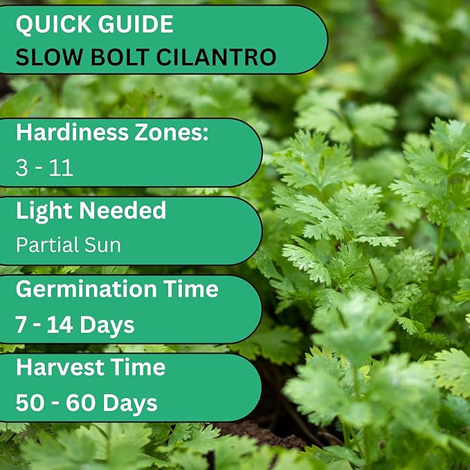 Woods Creek Seeds: Slow Bolt Cilantro Seeds for Planting - Over 300 Premium Heirloom Cilantro Seed Pack - Non-GMO Coriander Seed for Planting Indoor or Outdoor Herb Gardens