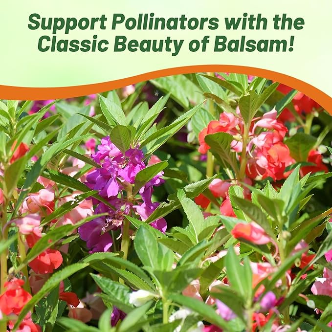 Outsidepride Balsam Impatiens Flower Seeds - 500 Pcs Annual, Compact & Pollinator Friendly, Impatiens Seeds for Planting w/Vibrant, Abundant Blooms for Shade Gardens & Container Displays