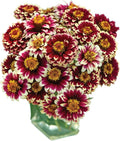 Burpee Color Crackle Zinnia Seeds 50 seeds