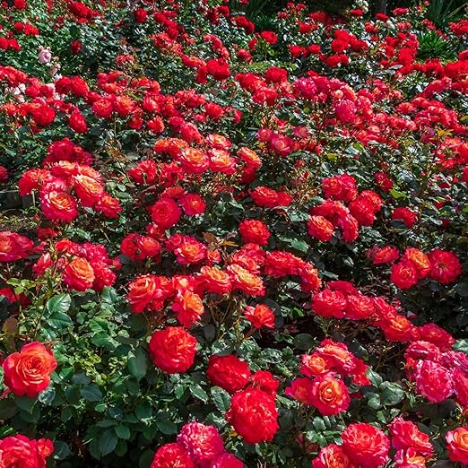 Perfect Rose Fertilizer – Premium Rose and Flower Fertilizers – Floral Nutrients for All Types of Flowers – Plant Nutrients with Kelp for Soil and Hydroponic Flower Gardens