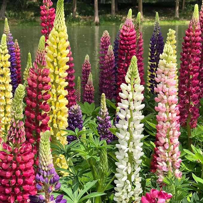 ZEshops 100 Lupine Flower Seeds – Colorful Perennial Blooms for Borders and Pollinator Gardens, Non-GMO and Easy to Grow
