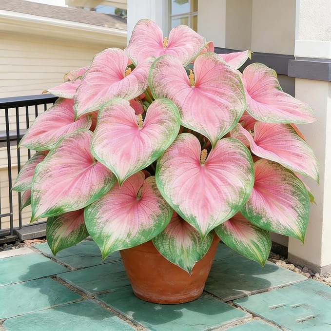 Hosta Seeds for Planting, 280+ Mixed Hosta Seeds, Perennial Flower Palnts, Non-GMO Heirloom Hosta Flower Seed for Home Garden Outdoor