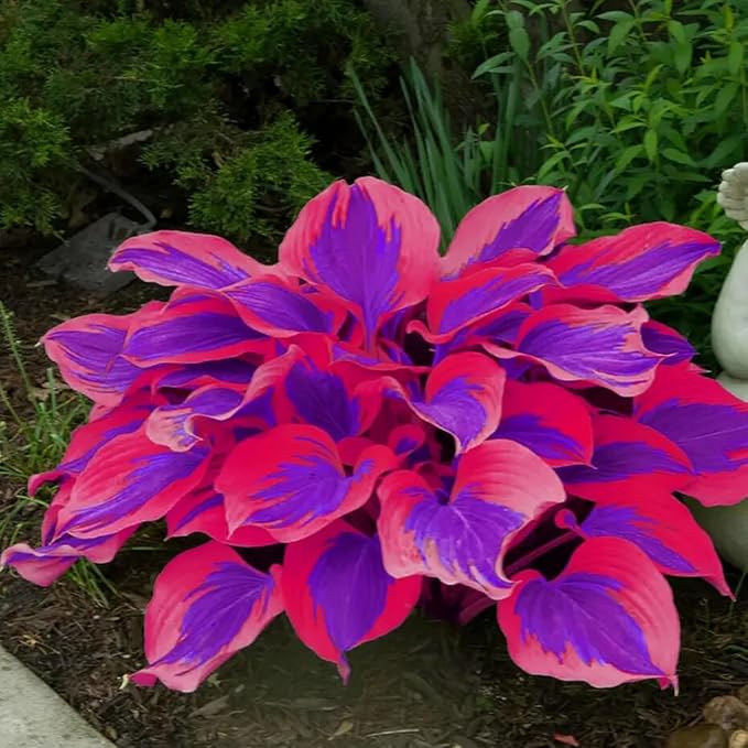 390+ Rare Hosta Seeds for Planting Perennial Heart-Shaped Hosta Bare Roots - Rich Foliage, Heart Shaped Leaves, Outdoor Garden Attract Pollinators Bonsai Decoration