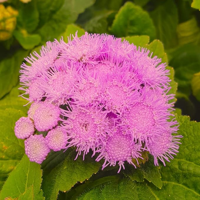 Ageratum Pink Floss Flower Seeds 400+ Seeds for Planting Non-GMO Flower Garden