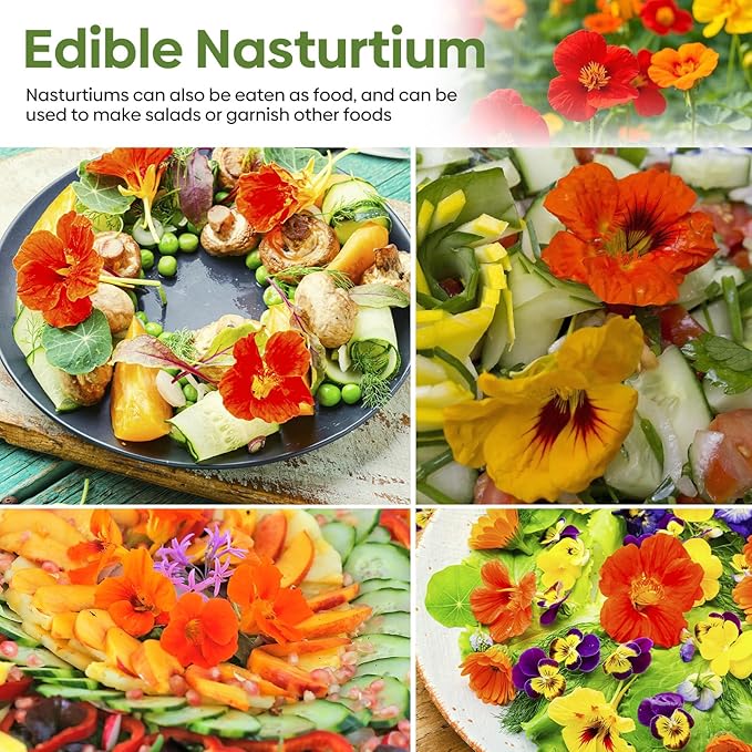 Groundio Nasturtium Seeds, 1 OZ, 3 Colors, Climbing Nasturtium, Edible Flower, Mixed Annual Flower Seeds for Planting Outdoors, Attract Poillinators (Orange, Red, Yellow)
