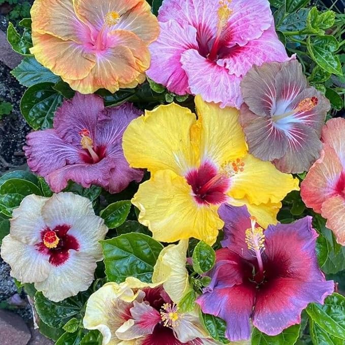 250+ Hibiscus Flower Seeds for Planting - Giant Flower Tropical Potted Plants Seeds Non-GMO Heirloom Seeds Fresh Perennial Exotic Plant Bonsai Seeds