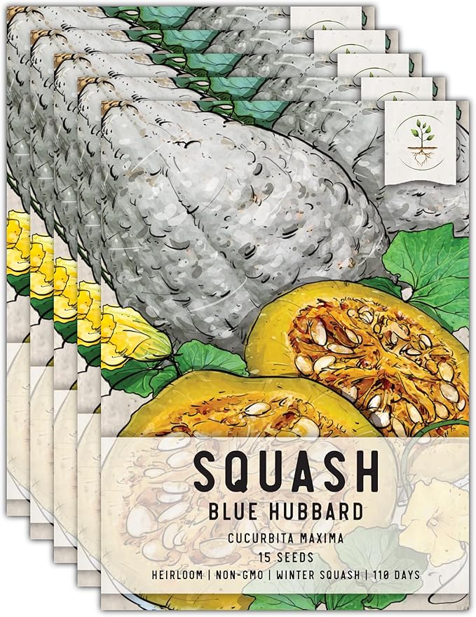 Seed Needs Blue Hubbard Winter Squash Seeds for Planting - Non-GMO, Heirloom & Untreated - Golden Yellow Sweet Flesh Perfect for Baking & Cooking (5 Packs)