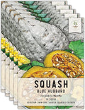 Seed Needs Blue Hubbard Winter Squash Seeds for Planting - Non-GMO, Heirloom & Untreated - Golden Yellow Sweet Flesh Perfect for Baking & Cooking (5 Packs)