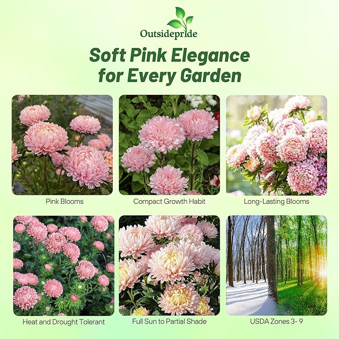 Outsidepride Paeony Aster Seeds - 1,000 Pcs Annual, Hardy & Pollinator Friendly Flower Seeds for Planting Vibrant Double Incurved Pink Petals, Ideal for Meadows & Aesthetic Gardens