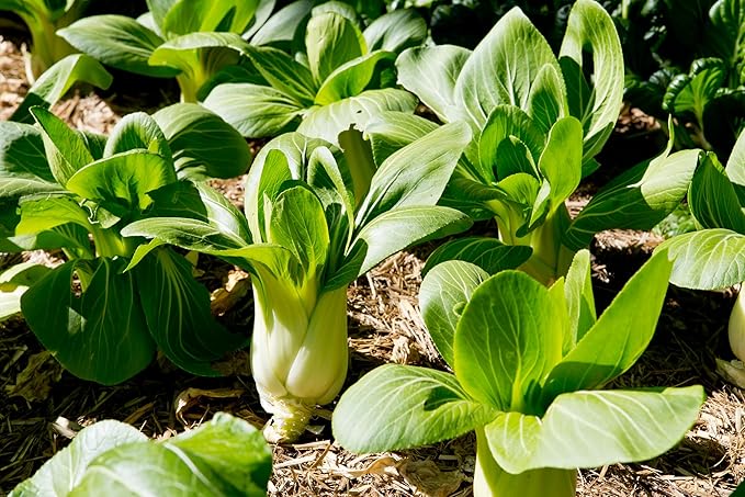 TKE Farms & Gardens - Bok Choy Seeds for Planting (Pak Choi), 1500+ Heirloom Non-GMO Asian Vegetable Seeds, Crisp & Nutritious Greens for Cooking, Grow in Spring & Fall, Instructions Included