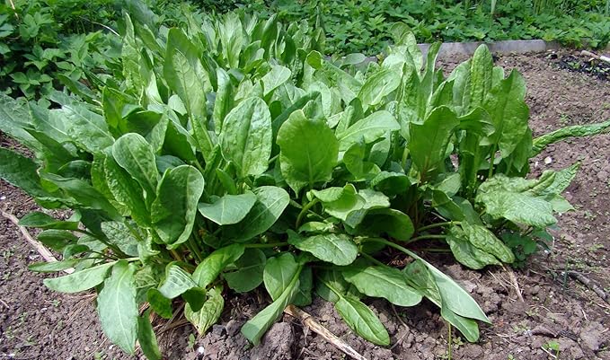 Sorrel Odessa Seeds – Perennial Herb | Heirloom, Non-GMO, Tender & Tangy Leafy Green for Culinary Use