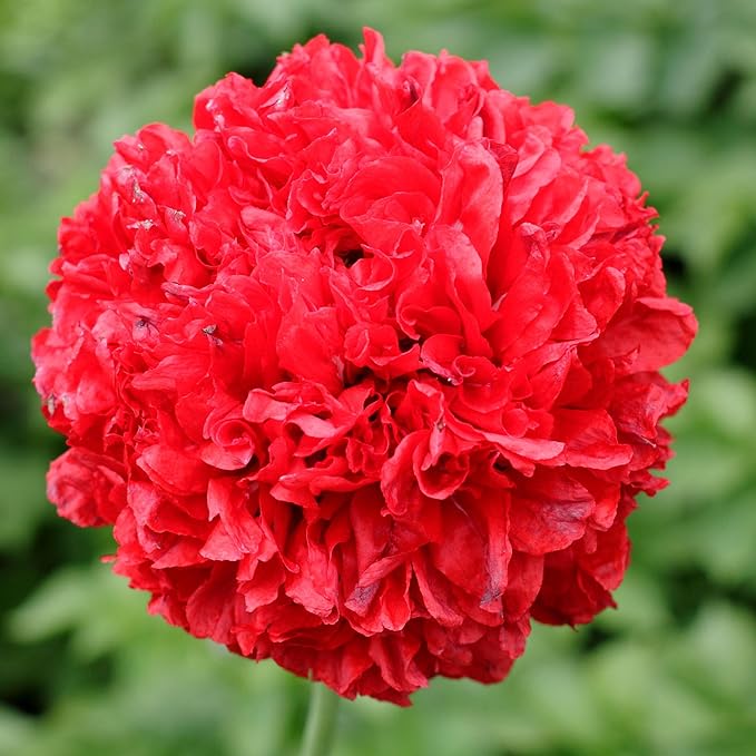 Seed Needs Scarlet Peony Poppy Seeds for Planting - Heirloom & Open Pollinated Annual Flowers - Red Ruffled Blooms to Attract Butterflies to the Garden (1 Pack)