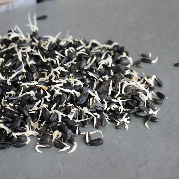 Whole Sunflower Sprouting Seeds: 5 Lb ~ 128,000 Seeds - Black Oil Sun Flower Seeds (Shell On): Microgreens, Sprouts, Flower Gardening - Sun Flower
