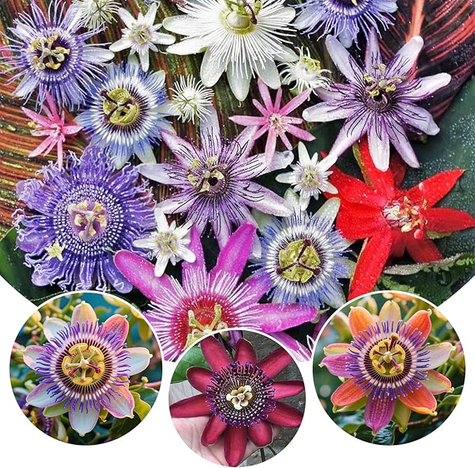 45+ Perennial Passiflora Caerulea Passion Flower Seeds for Planting-Non-GMO Heirloom Plant Seeds Garden Outdoor