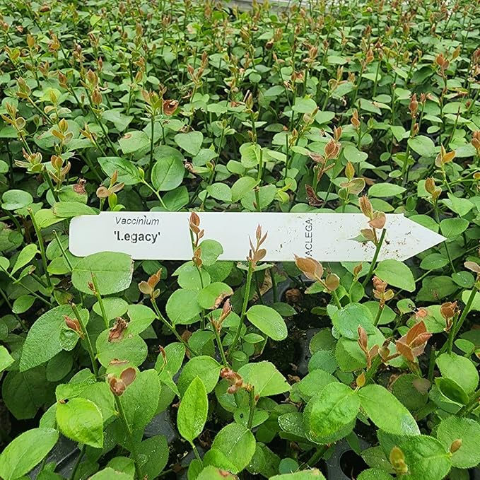 Blueberry Plant Legacy Live for Sale (4 Pack) | Easy to Grow Plants | Edible Fruit Plant for Sustainable Living | Grow Your own Food on Your Edible Organic Garden| Live for Planting| No Seeds