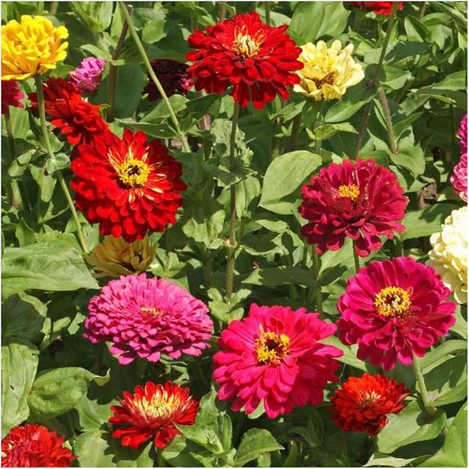Seed Needs, Mixed State Fair Zinnia Seeds - 250 Heirloom Seeds for Planting Zinnia Elegans - Annual Flowers to Attract Butterflies & Other Pollinators, Great Cut Flower (2 Packs)