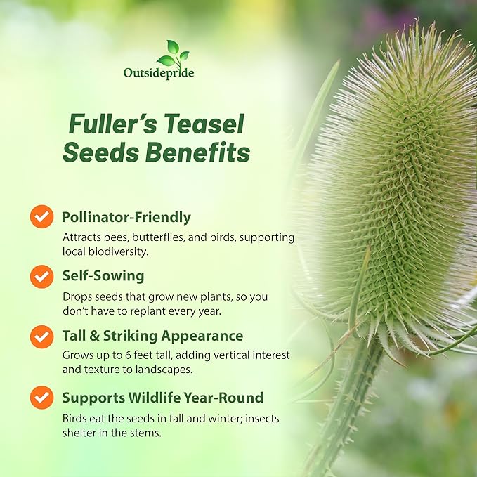 Outsidepride Teasel Seeds - 1000 Pcs. Biennal, Low Maintenance & Drought Tolerant, Flower Seeds for Planting Tall, Comb-Like Lilac Blooms for Cut Flower Arrangements & Pollinator Gardens