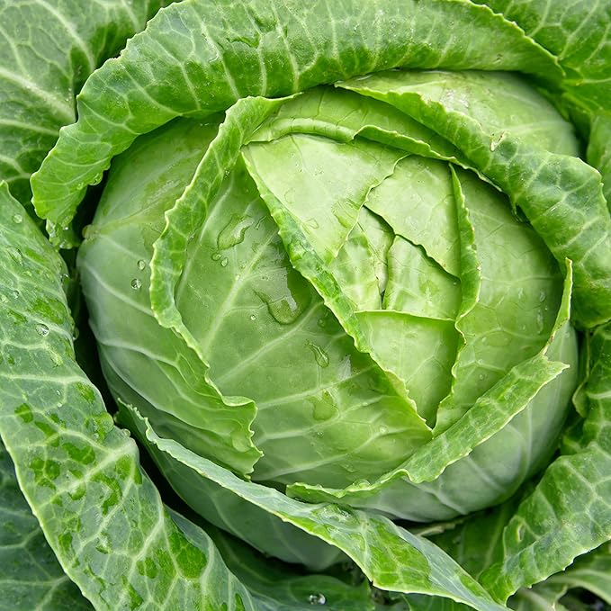 TKE Farms & Gardens - Cabbage Seeds for Planting, Golden Acre, 3 Grams, 700 Heirloom Seeds, Non-GMO, Packet Includes Instructions for Growing, Brassica oleracea, Qty 1