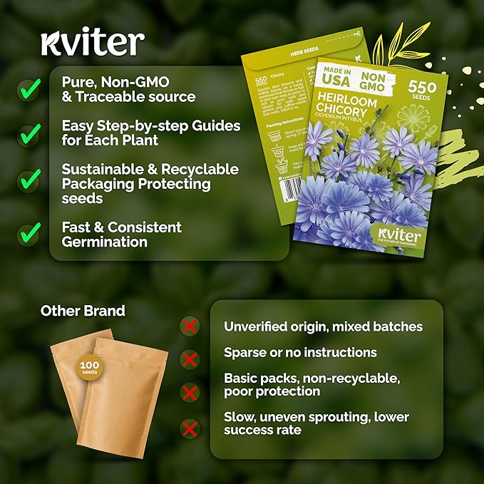 KVITER 550 Chicory Seeds for Planting (Cichorium intybus) – Blue Chicory Seed Packets – Heirloom Wildflower Seeds Bulk, Wild Flower Seed Packets, Perennial Wildflowers for Flower Garden Outdoors