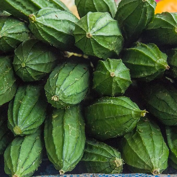 NYGardenia 20 Ridged Sponge Gourd Seeds – Angled Luffa Heirloom Vegetable for Home Gardens, Non-GMO and Easy to Grow