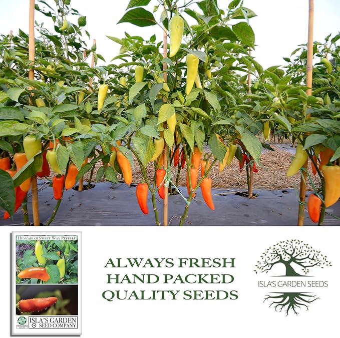 Hungarian Sweet Wax Pepper Seeds (Capsicum annuum) – 100+ Heirloom Non-GMO Seeds by Isla's Garden Seeds, Mild and Flavorful Peppers, Ideal for Fresh Eating, Pickling & Cooking, Great Gardening Gift