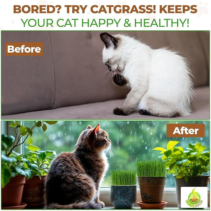 Todd's Seeds Wheatgrass Seeds; Hard Red Winter Wheat, Non-GMO, Chemical Free, High Germination (1/2 Pound)