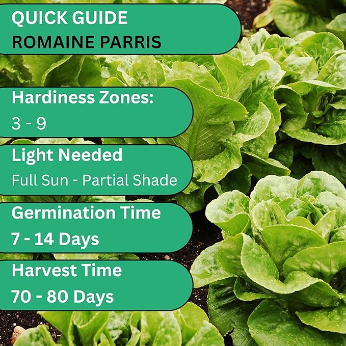 Woods Creek Seeds: Romaine Parris White Cos Heirloom Lettuce Seeds for Planting - Over 2,700 Non-GMO Seed Pack for Indoors, Outdoors, or as Hydroponic Seeds - Beginner-Friendly Green Leaf Lettuce Seed