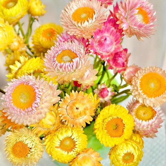 Mixed Strawflower Seeds for Planting, 1000pcs Strawflower Wildflower Seeds Non-GMO Heirloom Perennial Rare Cut Flower Plants, Open Pollinated Beauty Home Garden for Outdoors