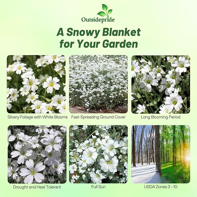 Outsidepride Snow in Summer Seeds - 5000 Pcs. Perennial, Drought-Tolerant & Easy to Grow, Ground Cover Seeds for Planting Silver Foliaged, White Blooms, Great for Rock Gardens, and Dry Landscapes