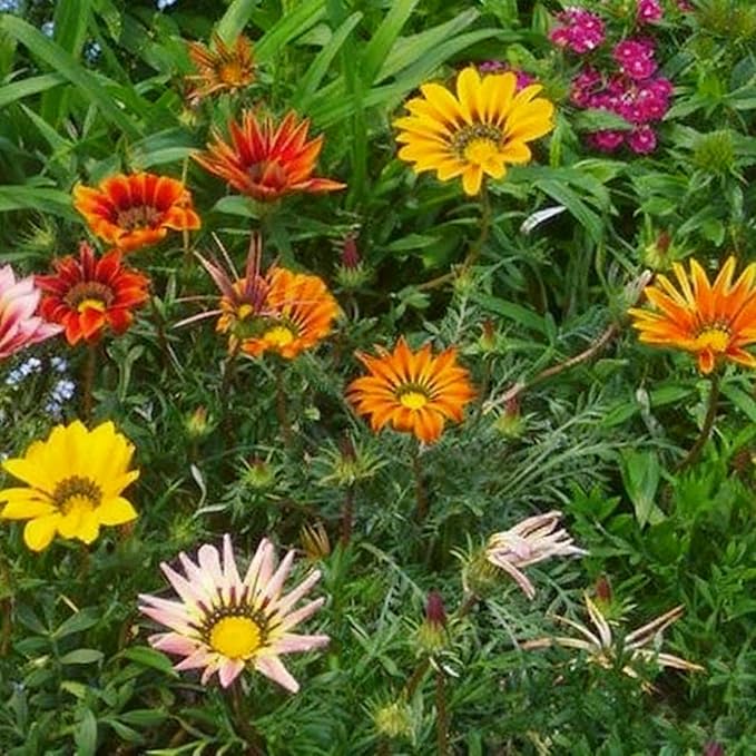Gazania Daisy Flower Seeds for Planting, 100+ Mixed Gazania Seed, Perennial Flower, Non-GMO Heirloom Gazania Seeds for Garden Home